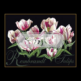stickpackung rembrandttulpen op zwart