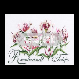 stickpackung rembrandttulpen