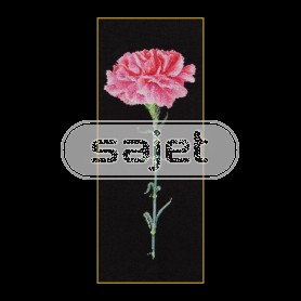 stickpackung rose anjer op zwart