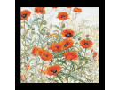 stickpackung papavers oranje