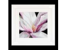 stickpackung magnolia close-up