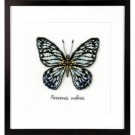 stickpackung insecten, blauwe vlinder