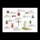 stickpackung insekten