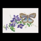 stickpackung blauwtje op clematis